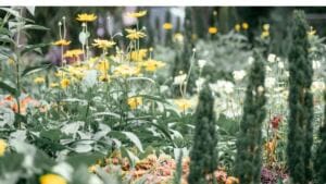 A lush garden scene with clusters of tall, yellow daisies surrounded by green foliage and gardening items. Spiky green shrubs stand in the foreground, and soft sunlight creates a vibrant, natural atmosphere.